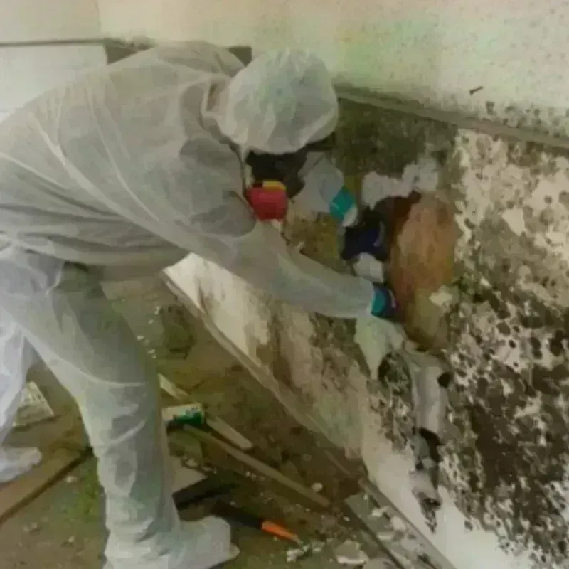 Mold Remediation and Removal in Wheelersburg, OH